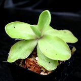 Pinguicula 'Razzberry Blonde' Butterwort