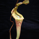 Nepenthes [(lowii x veitchii) x boschiana]-yellow x platychila, CAR-0084