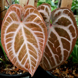 Anthurium crystallinum x magnificum, CAR-0209