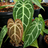 Anthurium magnificum x crystallinum