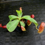 Nepenthes veitchii "Psychedelic" x adrianii, CAR-0092