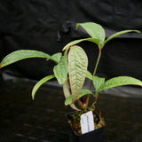 Anthurium arisaemoides