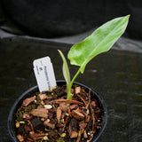 Philodendron billietiae aff. - Exact Plant