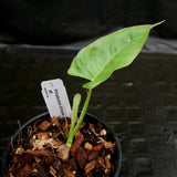 Philodendron billietiae aff. - Exact Plant