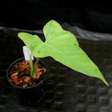 Philodendron billietiae aff. - Exact Plant