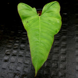 Philodendron billietiae aff. - Exact Plant