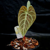 Anthurium regale