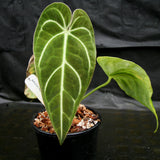 Anthurium regale