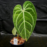 Anthurium regale