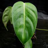 Philodendron esmeraldense