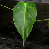 Philodendron esmeraldense