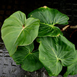 Philodendron fibrosum Red