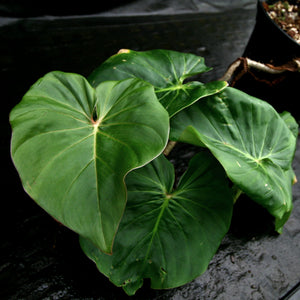 Philodendron fibrosum Red