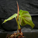 Philodendron fibrosum Red