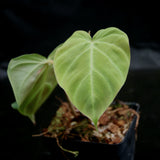 Philodendron fibrosum Red