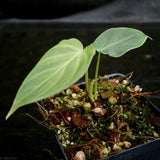 Philodendron fibrosum Red