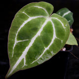 Anthurium crystallinum Dark, CAR-0212