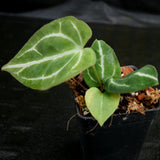 Anthurium crystallinum Dark, CAR-0212