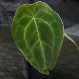 Anthurium forgetii Dark Form, CAR-0203