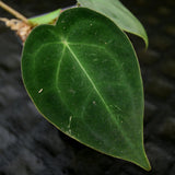 Anthurium forgetii Dark Form, CAR-0203