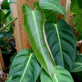 Philodendron esmeraldense