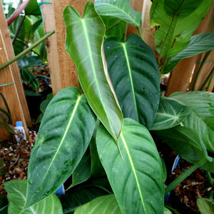 Philodendron esmeraldense