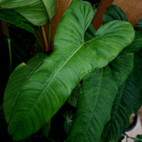 Philodendron billietiae aff. - Exact Plant