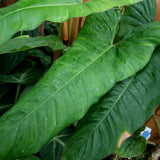 Philodendron billietiae aff. - Exact Plant