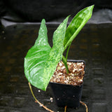 Syngonium Mojito