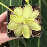 Pinguicula Moranensis var alba x emarginata