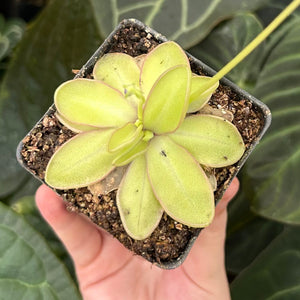 Pinguicula Moranensis var alba x emarginata