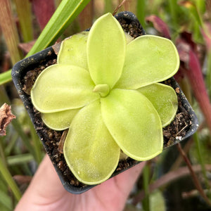 Pinguicula Moranensis var caudata x spec guatemala