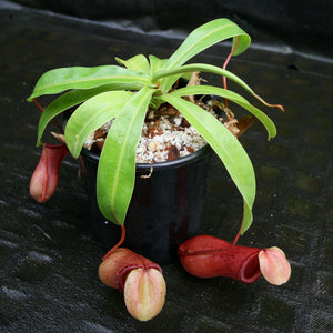 Nepenthes ventricosa (MT Black Peristome x (k)), CAR-0213