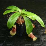 Nepenthes ventricosa (MT Black Peristome x (k)), CAR-0213