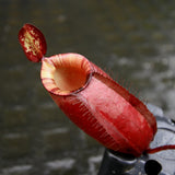 Nepenthes rafflesiana x ampullaria 'Black Miracle'