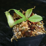 Nepenthes merrilliana, BE-3727