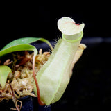 Nepenthes merrilliana, BE-3727