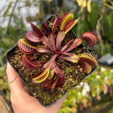 Venus Flytrap- Dionaea muscipula 'Krampfader'