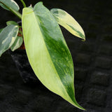 Philodendron 'Florida Beauty' Variegated