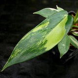 Philodendron 'Florida Beauty' Variegated