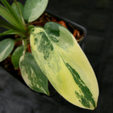 Philodendron 'Florida Beauty' Variegated