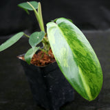 Philodendron 'Florida Beauty' Variegated