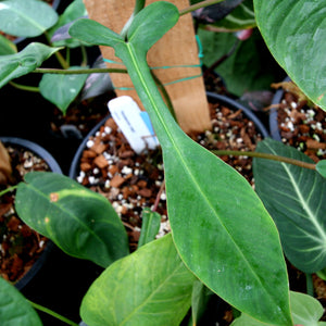 Philodendron joepii