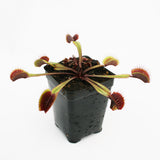 Venus Flytrap "Red Dragon" (Dionaea muscipula) Wholesale