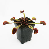 Venus Flytrap "Red Dragon" (Dionaea muscipula)