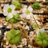 Pinguicula martinezii Butterwort