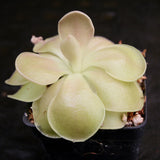 Pinguicula 'Weser' Butterwort