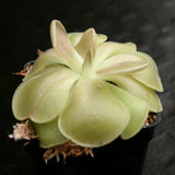 Pinguicula 'Weser' Butterwort