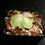 Pinguicula 'Weser' Butterwort