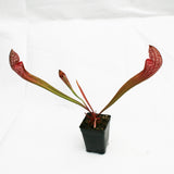 Sarracenia 'Scarlet Belle'